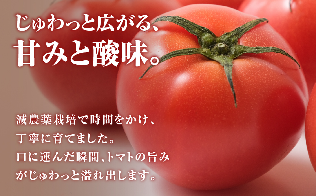 【先行予約】大玉トマト 約 1kg トマト 大玉 濃厚 甘い 美味しい 高糖度 完熟 tomato とまと やさい 自然 安心安全 旬 送料無料 愛知県 豊橋市