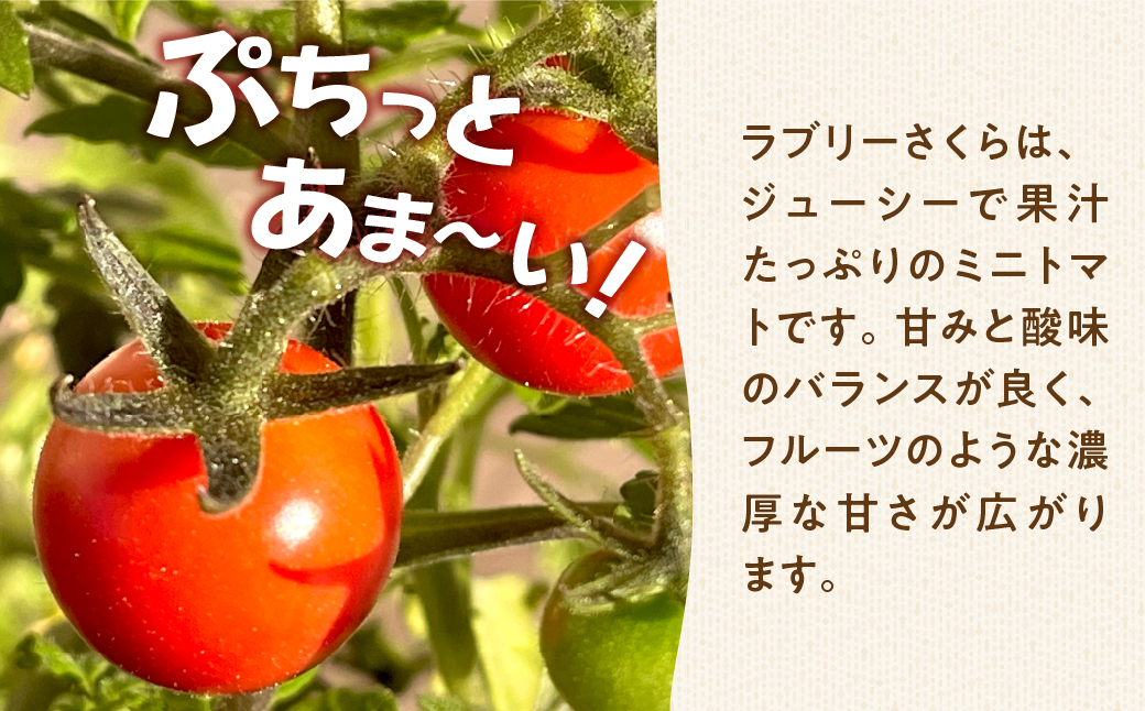 【先行予約】あま～い！ミニトマト 約 500g トマト ミニトマト 濃厚 甘い 美味しい 高糖度 完熟 tomato とまと やさい 自然 安心安全 旬 送料無料 愛知県 豊橋市