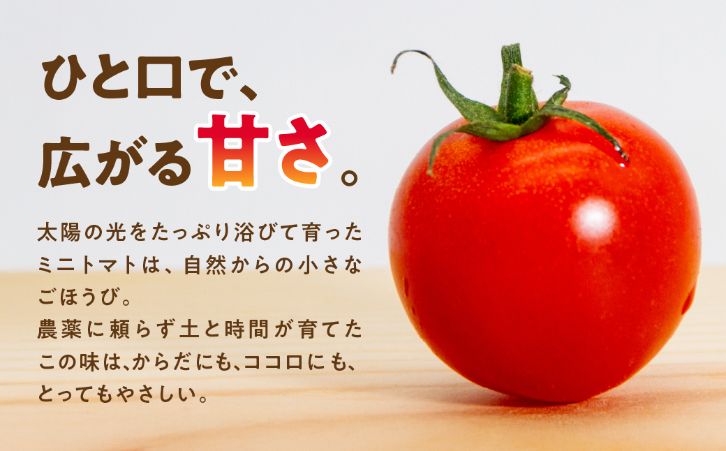 【先行予約】有機栽培ミニトマト 約 500g 有機栽培 有機 トマト ミニトマト 濃厚 甘い 美味しい 高糖度 完熟 tomato とまと やさい 自然 安心安全 旬 オーガニック 送料無料 愛知県 豊橋市