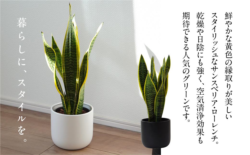 サンスベリアローレンチ （鉢色：グレー） モノトーン130陶器鉢 水位計つきセット インテリア 緑 グリーン 植物 簡単 初心者 かわいい 自然 おしゃれ 送料無料 Green Walk グリーンウォーク 愛知県 豊橋市