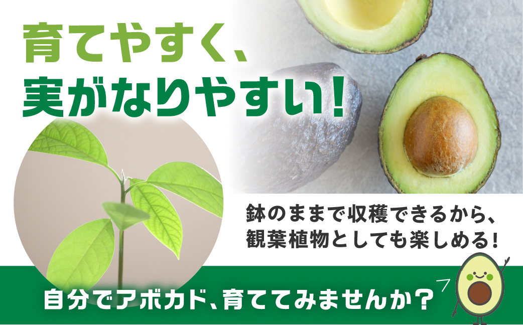 富永さんのアボカド苗 接木 アボカド 苗 観葉植物 栽培 家庭栽培 サラダ 植物 グリーン 苗 ベーコン または メキシコ―ラ おまかせ 楽しみ 愛知県 豊橋市