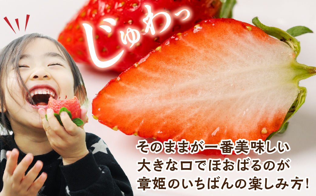 ≪先行予約！≫ 章姫 訳ありいちご 計1kg ( 約250g × 4 ) いちご イチゴ 苺 フルーツ 旬 果物 採れたて 10000円 1万円 ショートケーキ フルーツサンド にも スイーツ 産地直送 完熟 国産 冷蔵 愛知県 豊橋市 豊橋 わけあり 規格外