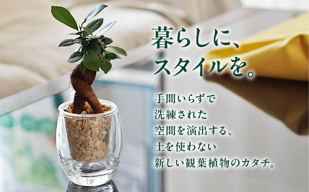 ストリング フィズ ゼオライト植え 2鉢セット インテリア 緑 グリーン 植物 簡単 初心者 かわいい 自然 おしゃれ 観葉植物 送料無料 Green Walk グリーンウォーク 愛知県 豊橋市