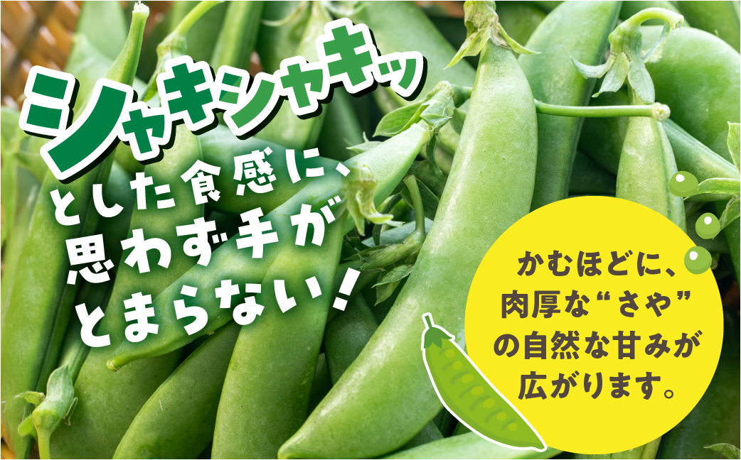 ≪先行予約≫スナックエンドウ 約1kg エンドウ スナップエンドウ サラダ 野菜 料理 夕飯 おかず 栄養バランス シャキシャキ 高糖度 糖度 旬 旬の野菜 健康 愛知県 豊橋市