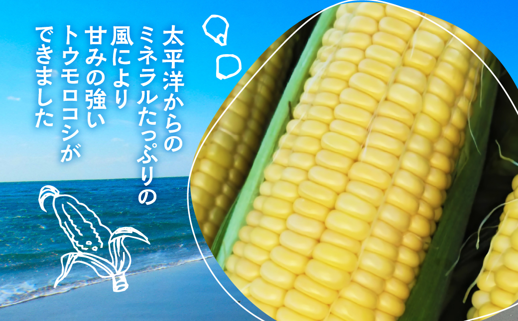 ≪先行予約≫ 令和8年産（2026年収穫）黄色とうもろこし 7本 直売所で大人気！ 愛知県 豊橋市 夏野菜 野菜 ミネラルたっぷり 海風そだち 潮風 BBQ 家族で 大容量 豊橋 ともちゃんのやさい