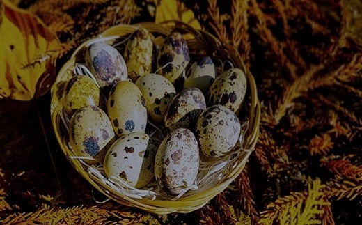 【健康的な朝食に】生産量日本一！豊橋のうずら卵かけごはんセット