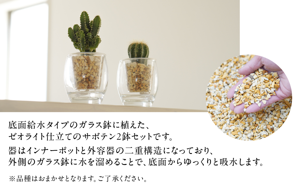 サボテンのゼオライト植え 2鉢セット【底面給水ガラス鉢】インテリア 緑 グリーン 植物 簡単 初心者 かわいい 自然 おしゃれ 観葉植物 Green Walk グリーンウォーク 愛知県 豊橋市