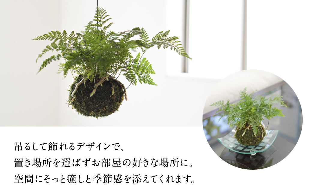【苔玉】 吊りシノブ 土植え 1鉢 インテリア 緑 グリーン 植物 簡単 初心者 かわいい 自然 おしゃれ 観葉植物 Green Walk グリーンウォーク 愛知県 豊橋市