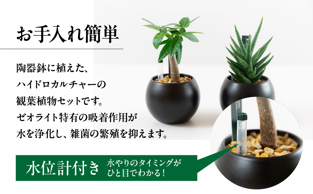 観葉植物 2鉢セット 【陶器鉢（ブラックバルーン）】ゼオライト植え インテリア 緑 グリーン 植物 簡単 初心者 かわいい 自然 おしゃれ 観葉植物 Green Walk グリーンウォーク 愛知県 豊橋市