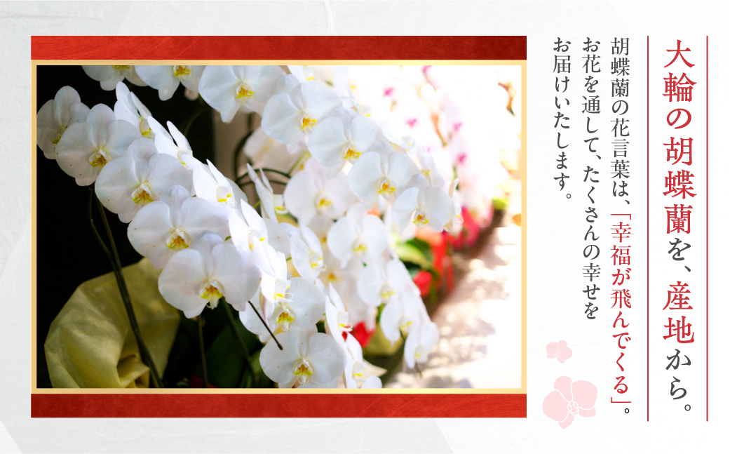 産直胡蝶蘭『大輪』白５本立ち５０輪