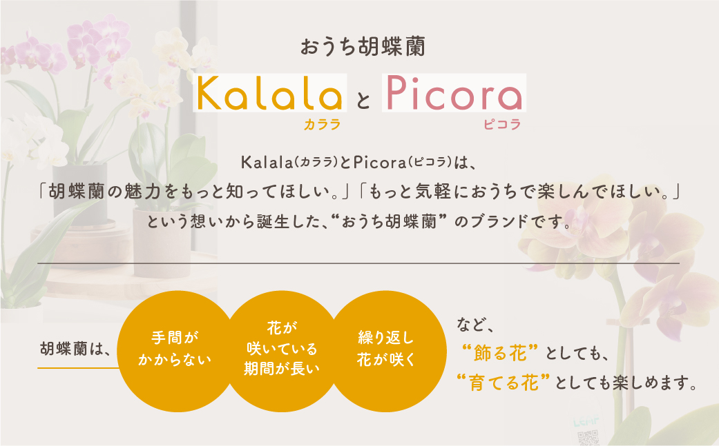 産直胡蝶蘭『カララ』３鉢セット　ウッド鉢