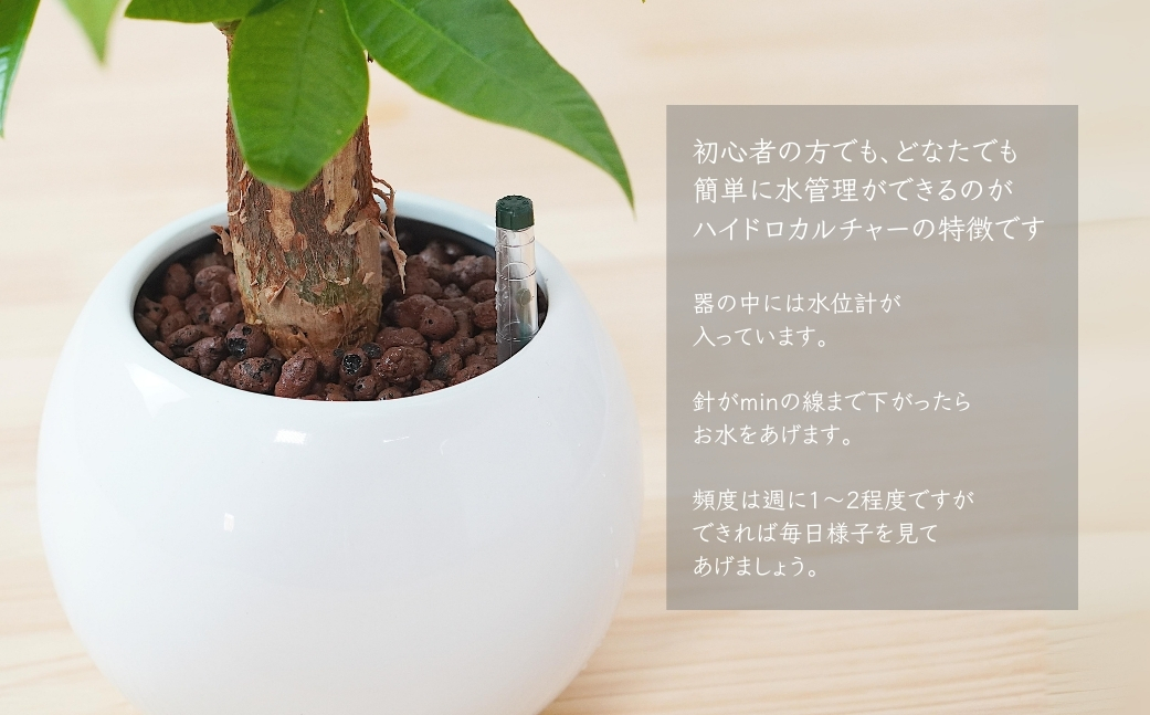 観葉植物 パキラ ピュアボウル ハイドロカルチャー 陶器 鉢植え