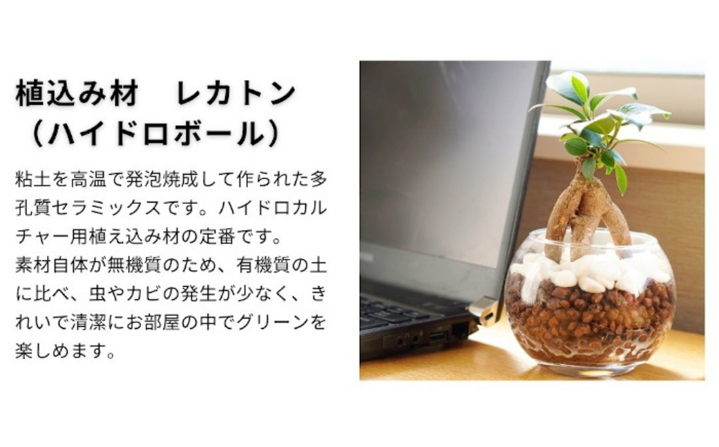 観葉植物 ハイドロカルチャー シンプルボールストーン レカトン植え