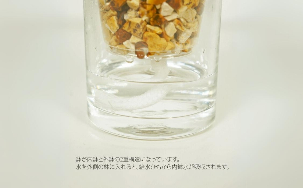 ハイドロカルチャー 観葉植物 ストリングジンジャー 3鉢セット