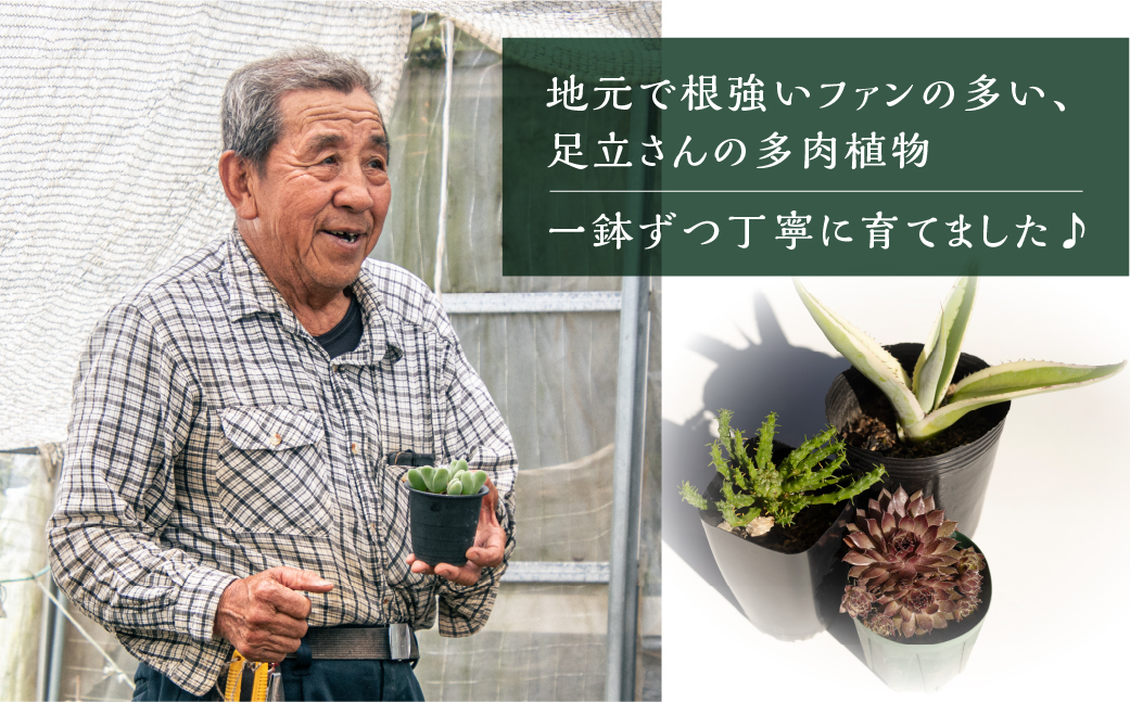 足立さんの 多肉植物 おまかせ 5種