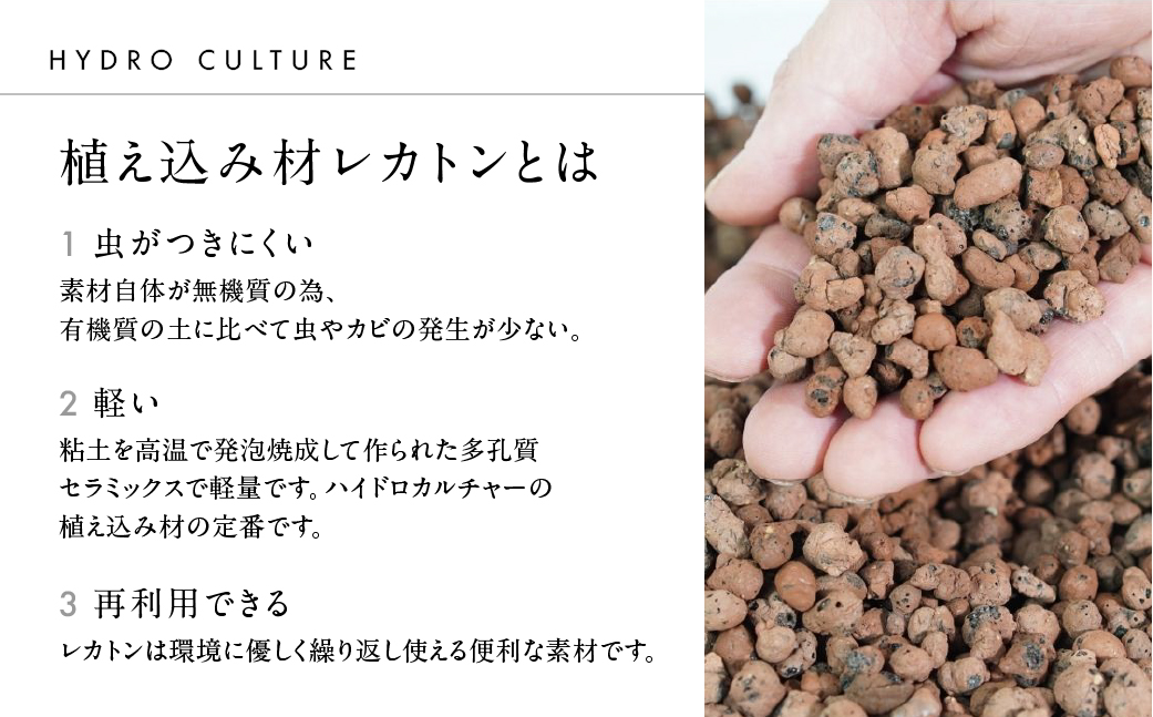 サンスベリアローレンチ （鉢色：グレー） モノトーン130陶器鉢 水位計つきセット インテリア 緑 グリーン 植物 簡単 初心者 かわいい 自然 おしゃれ 送料無料 Green Walk グリーンウォーク 愛知県 豊橋市