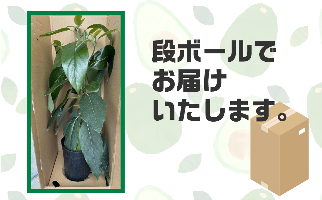 富永さんのアボカド苗 接木 アボカド 苗 観葉植物 栽培 家庭栽培 サラダ 植物 グリーン 苗 ベーコン または メキシコ―ラ おまかせ 楽しみ 愛知県 豊橋市