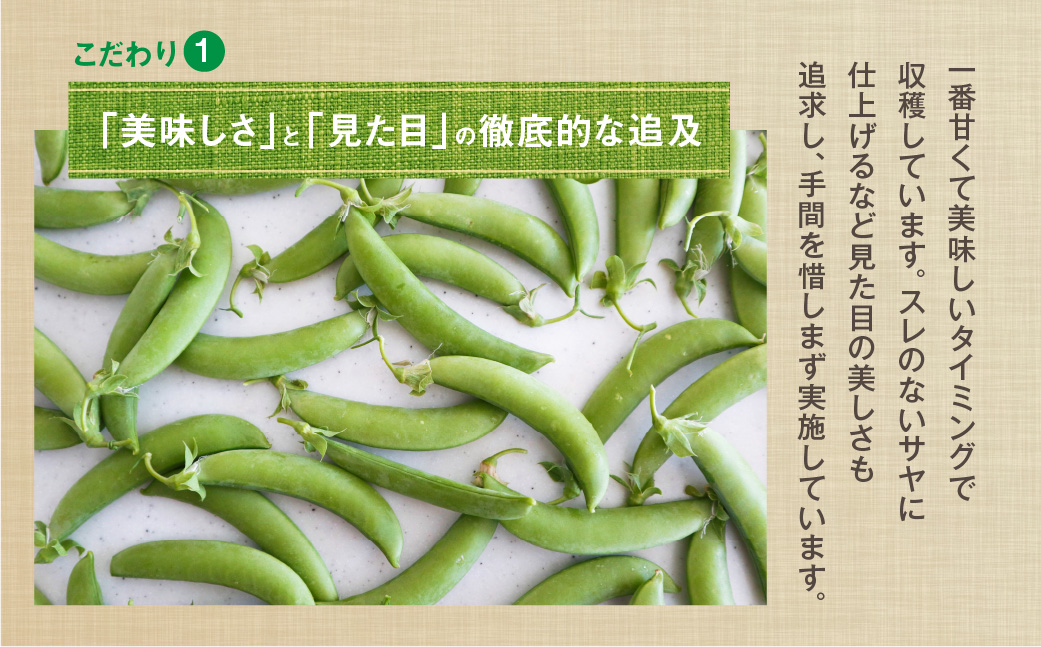 ≪先行予約≫スナップエンドウ 約1kg 産地直送 スナップ スナックエンドウ エンドウ 豆 サラダ 美味しい 料理 野菜 健康 栄養 簡単 農家直送 1キロ 高糖度 糖度 1万円 10000円 愛知県 豊橋市