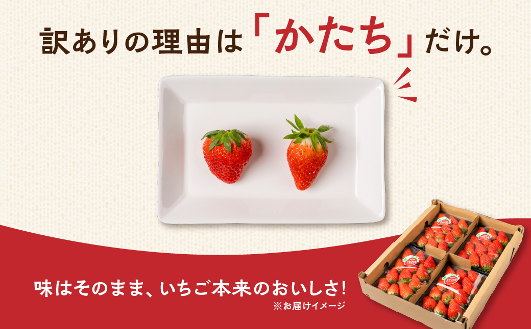 ≪先行予約！≫ 章姫 訳ありいちご 計1kg ( 約250g × 4 ) いちご イチゴ 苺 フルーツ 旬 果物 採れたて 10000円 1万円 ショートケーキ フルーツサンド にも スイーツ 産地直送 完熟 国産 冷蔵 愛知県 豊橋市 豊橋 わけあり 規格外