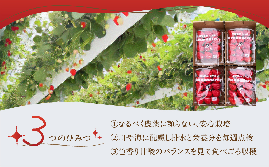 【ふるさと納税】＜先行予約＞いちご よつぼし 苺 1kg 新鮮 国産