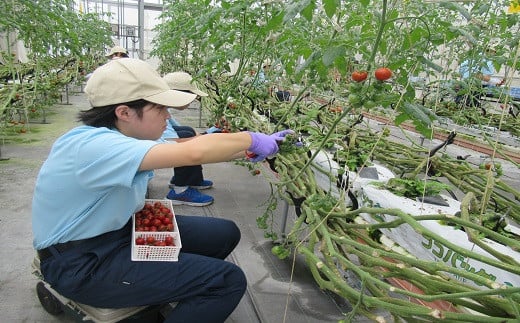 豊橋市立くすのき特別支援学校の生徒たちが栽培したミニトマト（手作り作業製品付き）
