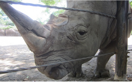 のんほいパーク満喫セット『飼育員がご案内・動物ガイド＆山本左近氏監修・のんほいサーキット』