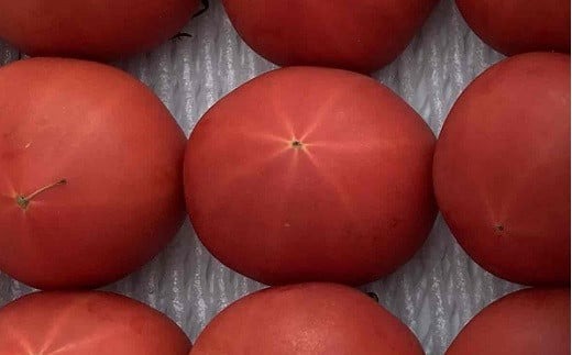 【先行予約】農業王国豊橋の『高糖度フルーツトマト麗（れい）』１kg