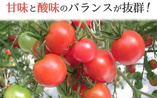 【先行予約】農業王国豊橋の『高糖度ミニトマト麗（れい）』１kgバラ