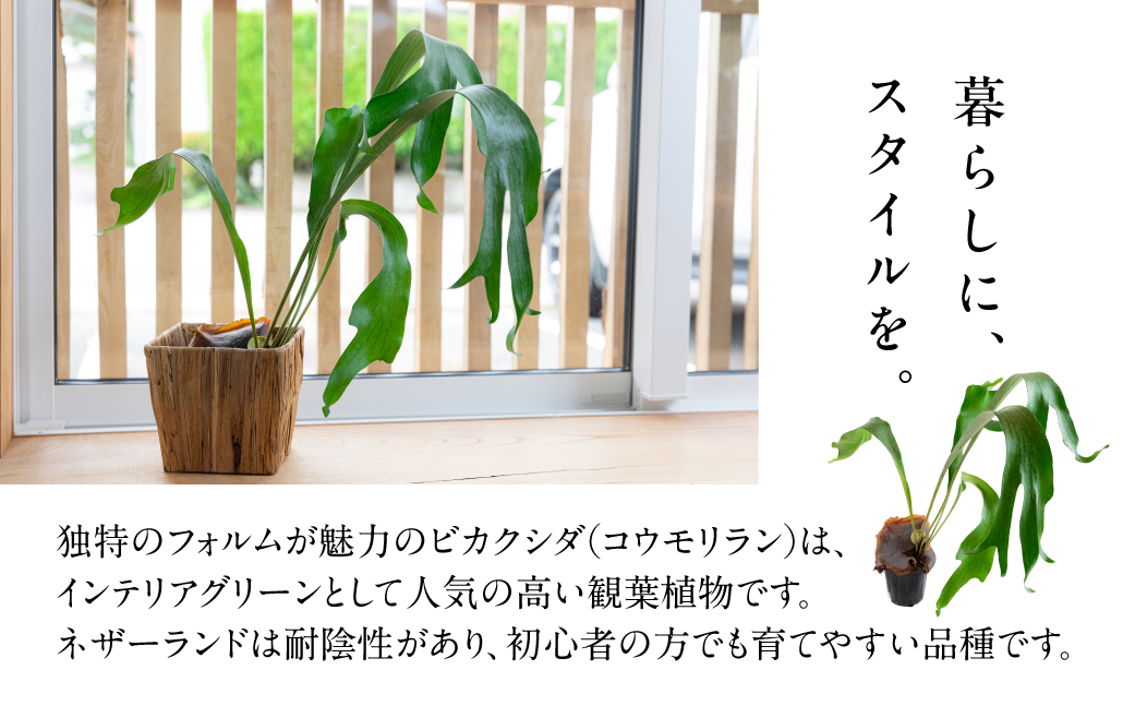 ビカクシダネザーランド 土植え 訳あり(3寸) 1鉢 インテリア 緑 グリーン 植物 簡単 初心者 かわいい 自然 おしゃれ 観葉植物 Green Walk グリーンウォーク 愛知県 豊橋市