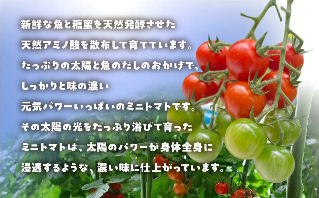 【先行予約】おひさま育ちのミニトマト　1.8kg