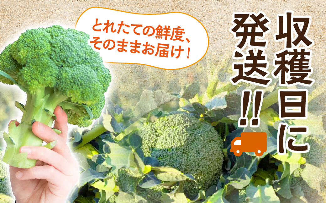 ≪先行予約≫ブロッコリー 5本 豊橋 国産 ミネラルたっぷり 海風そだち 潮風 家族で 大容量 豊橋 ともちゃんのやさい 直売所で大人気！ 愛知県 豊橋市 安心野菜