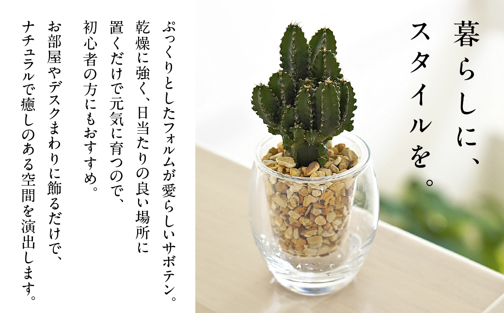 サボテンのゼオライト植え 2鉢セット【底面給水ガラス鉢】インテリア 緑 グリーン 植物 簡単 初心者 かわいい 自然 おしゃれ 観葉植物 Green Walk グリーンウォーク 愛知県 豊橋市