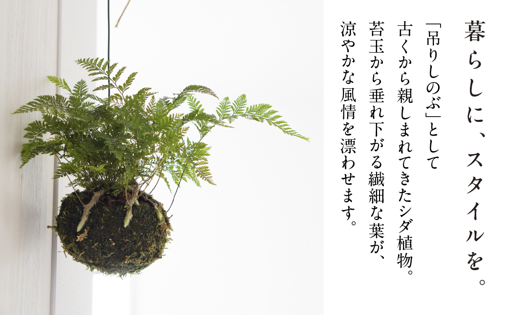 【苔玉】 吊りシノブ 土植え 1鉢 インテリア 緑 グリーン 植物 簡単 初心者 かわいい 自然 おしゃれ 観葉植物 Green Walk グリーンウォーク 愛知県 豊橋市