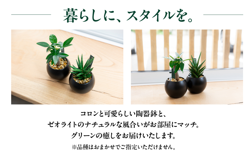 観葉植物 2鉢セット 【陶器鉢（ブラックバルーン）】ゼオライト植え インテリア 緑 グリーン 植物 簡単 初心者 かわいい 自然 おしゃれ 観葉植物 Green Walk グリーンウォーク 愛知県 豊橋市