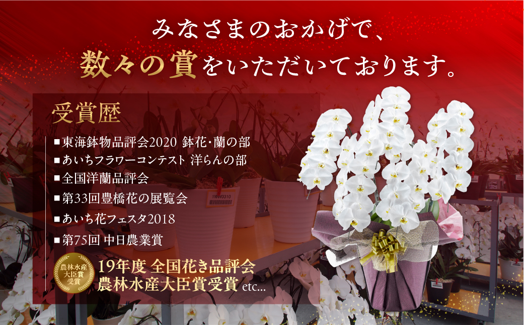産直胡蝶蘭『大輪』白３本立ち３０輪