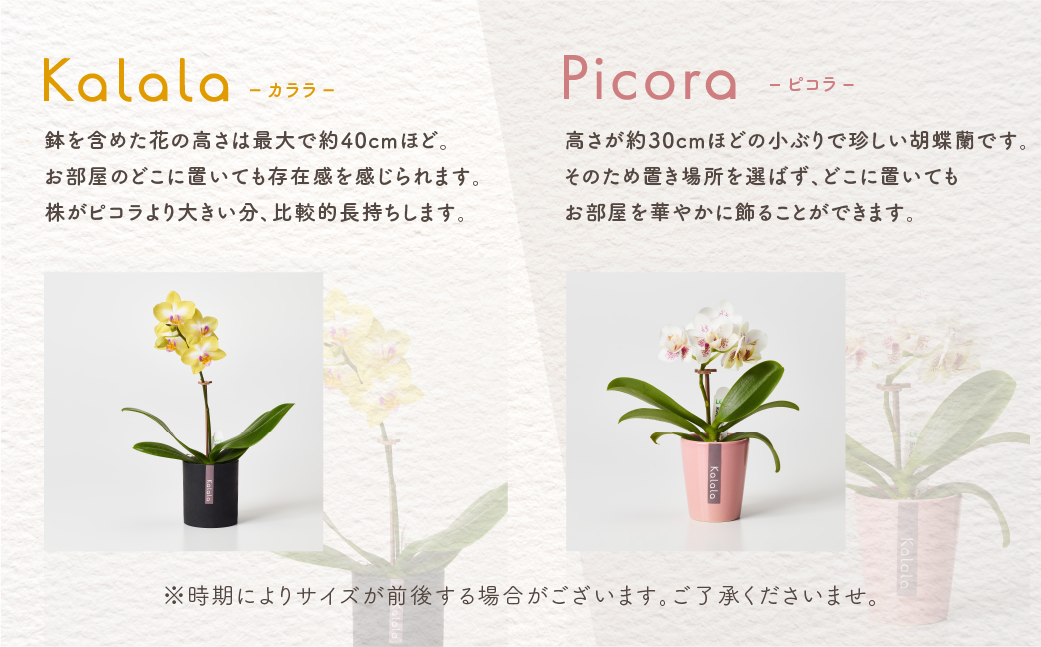 産直胡蝶蘭『ピコラ』発送までお待ちいただける方へおすすめの６鉢セット