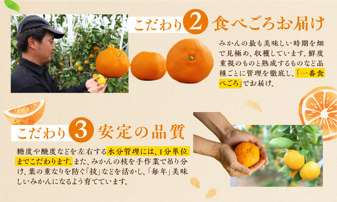 ≪今が旬≫ 超濃厚 ハウスみかん『蜜ツ星』 家庭用 2kg