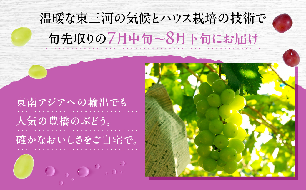 ≪先行予約 2026年発送≫ 豊橋産　種なしシャインマスカット300ｇX4P