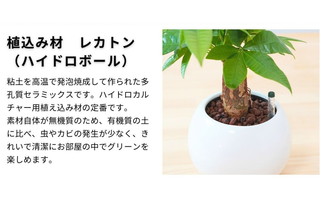 観葉植物 パキラ ピュアボウル ハイドロカルチャー 陶器 鉢植え