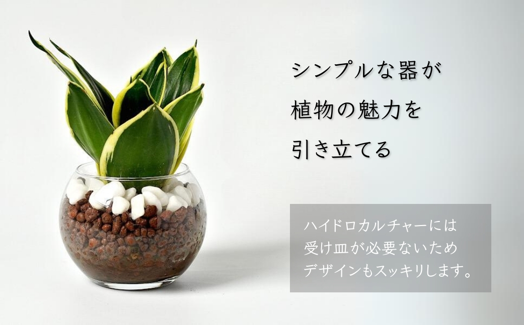 観葉植物 ハイドロカルチャー シンプルボールストーン レカトン植え