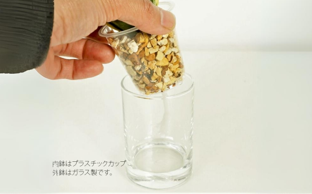 ハイドロカルチャー 観葉植物 ストリングジンジャー 3鉢セット