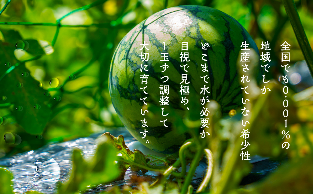 鈴木さんの 『天伯スイカ』 1玉 糖度11度以上 大玉 2L以上（7kg以上）