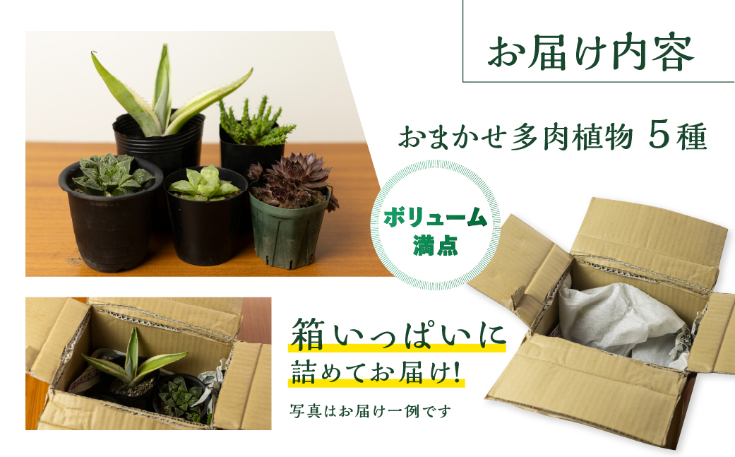 足立さんの 多肉植物 おまかせ 5種