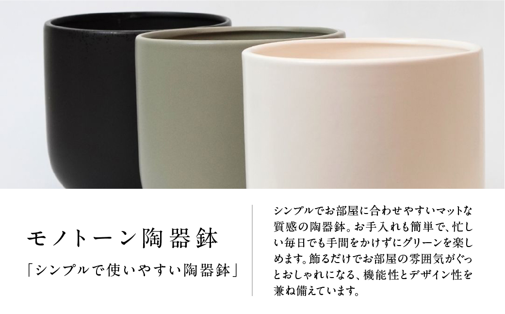 サンスベリアローレンチ （鉢色：ホワイト） モノトーン130陶器鉢 水位計つきセット インテリア 緑 グリーン 植物 簡単 初心者 かわいい 自然 おしゃれ 送料無料 Green Walk グリーンウォーク 愛知県 豊橋市