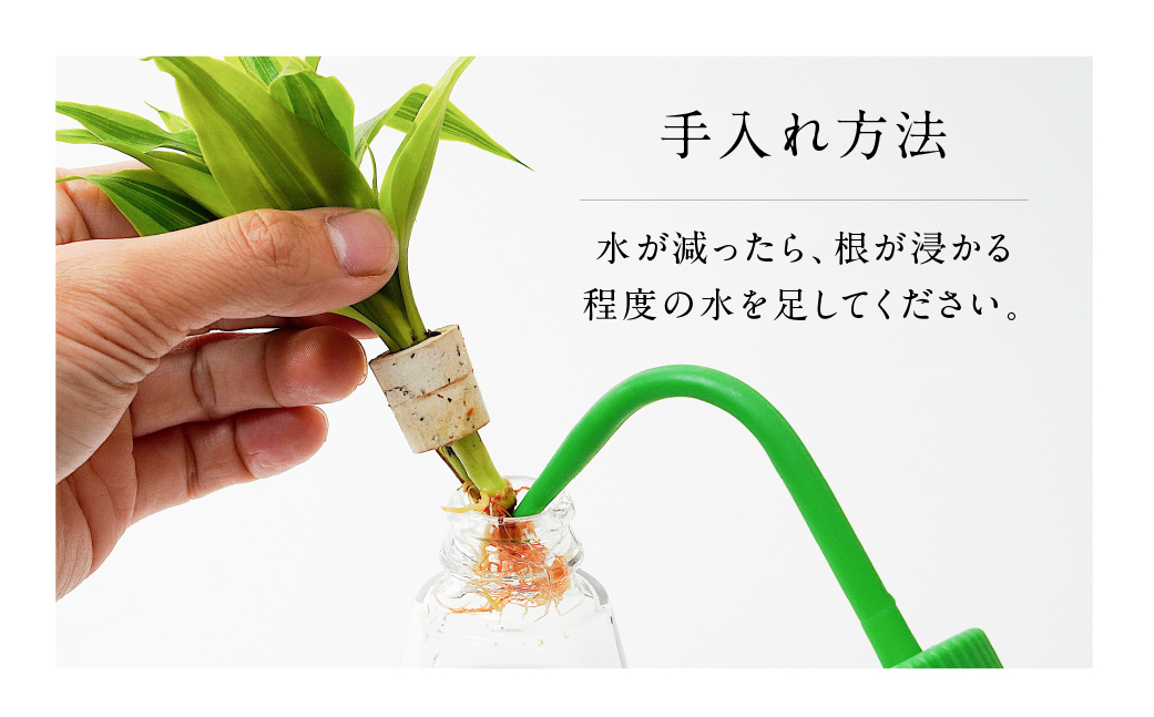 アクアルーツイルミネーション ２鉢セット インテリア 緑 グリーン 植物 簡単 初心者 かわいい 自然 おしゃれ 送料無料 Green Walk グリーンウォーク 愛知県 豊橋市