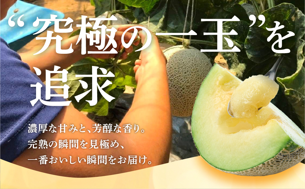 ≪先行予約 2026年発送≫ 温室マスクメロン 2玉【贈答】めろん メロン マスクメロン 果物 フルーツ デザート 旬 旬の果物 高糖度 糖度 愛知県 豊橋市