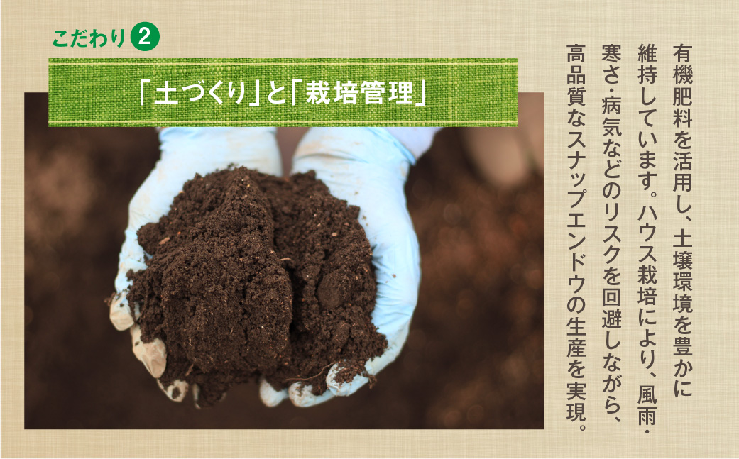 ≪先行予約≫スナップエンドウ 約1kg 産地直送 スナップ スナックエンドウ エンドウ 豆 サラダ 美味しい 料理 野菜 健康 栄養 簡単 農家直送 1キロ 高糖度 糖度 1万円 10000円 愛知県 豊橋市