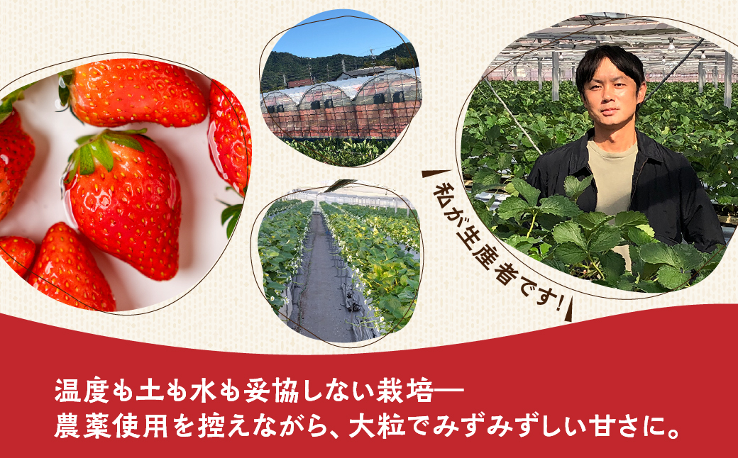 ≪先行予約！≫ 章姫 訳ありいちご 計1kg ( 約250g × 4 ) いちご イチゴ 苺 フルーツ 旬 果物 採れたて 10000円 1万円 ショートケーキ フルーツサンド にも スイーツ 産地直送 完熟 国産 冷蔵 愛知県 豊橋市 豊橋 わけあり 規格外