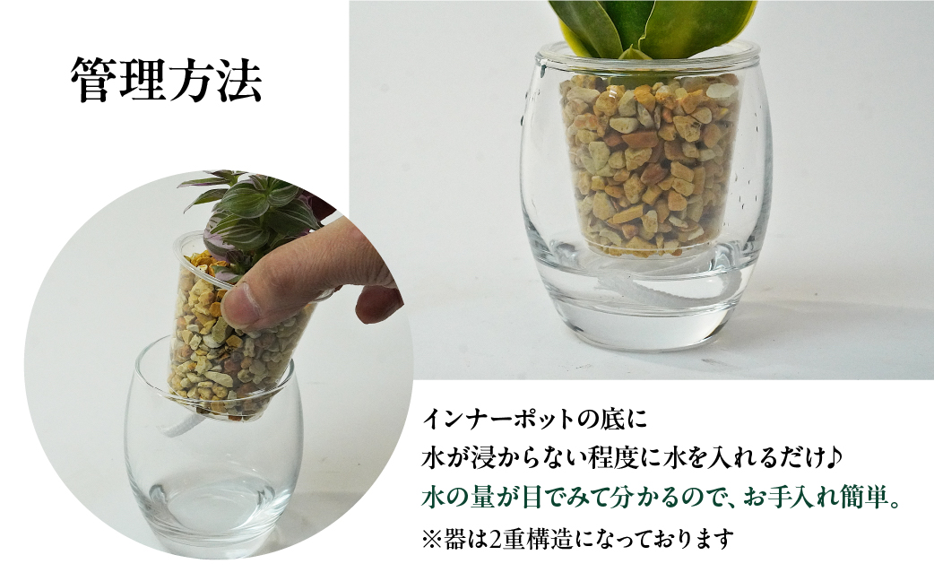 ストリング フィズ ゼオライト植え 2鉢セット インテリア 緑 グリーン 植物 簡単 初心者 かわいい 自然 おしゃれ 観葉植物 送料無料 Green Walk グリーンウォーク 愛知県 豊橋市