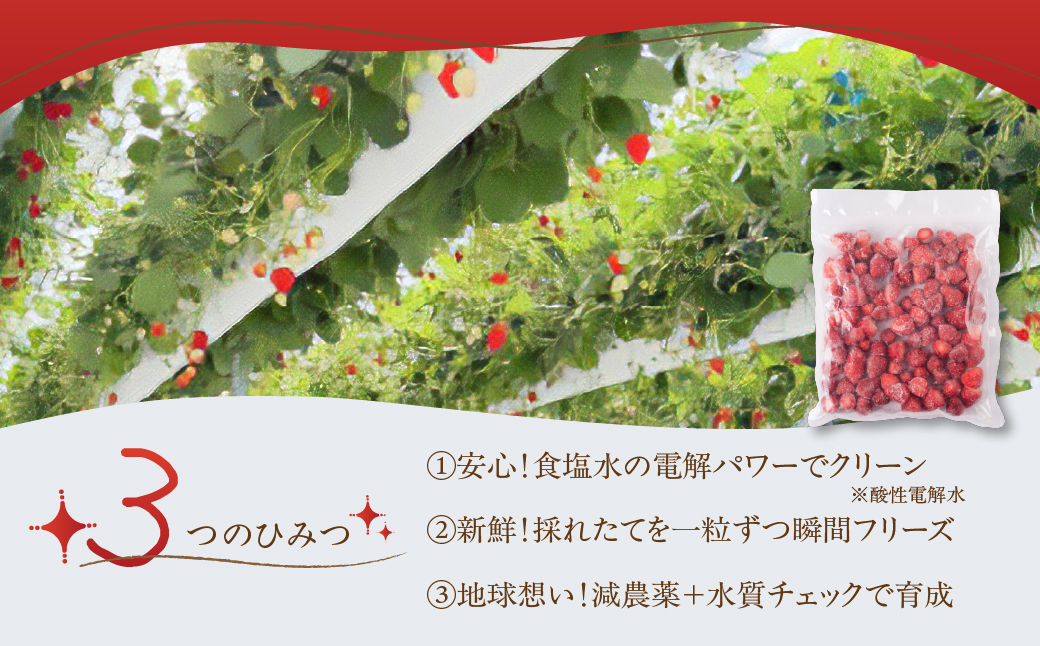 【先行予約品】冷凍いちご よつぼし 苺 1kg 冷凍 国産 豊橋産 真空パック 甘い ヘルシー 健康 おやつ おいしい デザート 手軽 ヨーグルト や シリアル に ビタミンC ポリフェノール 抗酸化 豊橋市 小分け  訳あり 簡易包装